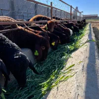 بره قوچ و شیشک قوچی همو شناسنامه دار|حیوانات مزرعه|مشهد, کوثر|دیوار