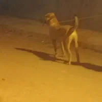 توله نر ۱۰ماه حرص بالاقیمت ۱۲