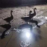 غوغاز اردک مرغ لاری|حیوانات مزرعه|قرق, |دیوار