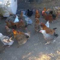 فروش ۷۰مرغ تخم گزارسالم وپر کارجاده چالوس|حیوانات مزرعه|آسارا, |دیوار