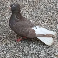 کبوتر دم قهوی