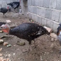 بوقلمون برنزسینه پهن محلی وخرگوش لوپی پشمالوخونگی|حیوانات مزرعه|سراوان, |دیوار