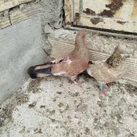 کفتر|پرنده|بندر ماهشهر, |دیوار