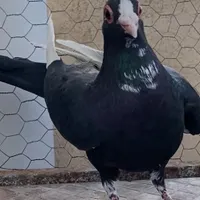 کبوتر