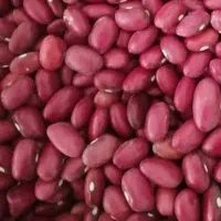 لوبیا قرمز سرحد