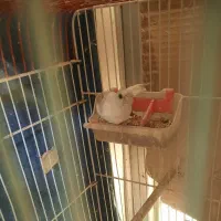 فنج بنگالی، مرغ عشق پروانه ی فنچ نرگسی سفید|پرنده|بندرعباس, |دیوار