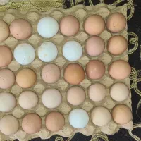 تخم‌نطفه دار مرغ گلپایگانی و شمالی و محلی