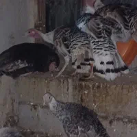 بوقلمون|حیوانات مزرعه|جغتای, |دیوار