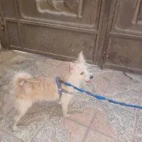 سگ اشپیز|سگ|شیراز, جرسقان|دیوار