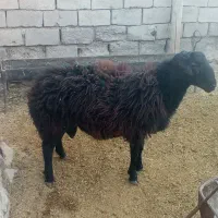 بره قوچی|حیوانات مزرعه|نیشابور, شهرک فیروزه|دیوار