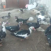 فروش اردک اسرائیلی