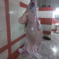 قصاب سیار وخوش قول