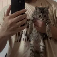 واگذاری رایگان گربه