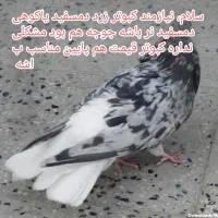 دمسفید