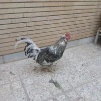 خروس اصلاح شده امریکایی|حیوانات مزرعه|اصفهان, مسجد مصلی|دیوار