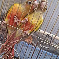 طوطی گرینچیک مولد