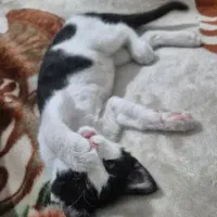 گربه