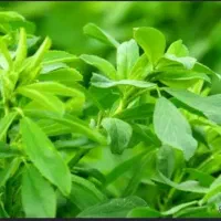 یونجه درجه یک