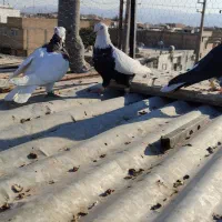 کفتر|پرنده|شیراز, بازار|دیوار