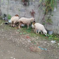 ۳عددگوسفند|حیوانات مزرعه|ماسال, |دیوار