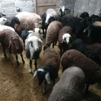 گوسفند برای نگهداری