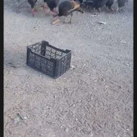 بقلمو جوان|حیوانات مزرعه|دشتابی, |دیوار