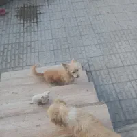 فروش توله های اشپیتز|سگ|شیروان (خراسان), |دیوار