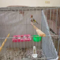 سره کهنه جفت رفته با قناری