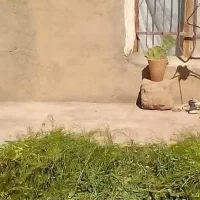 همخونه