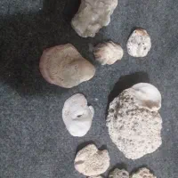 فسیل|کلکسیون اشیاء عتیقه|شیراز, میدان قائم|دیوار