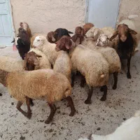 کاور نر