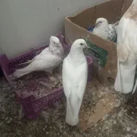 کبوتر|پرنده|مهدی شهر, |دیوار