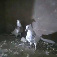 فروش یه جفت طوقی نرو ماده کاکل میخ درشت|پرنده|قروه, |دیوار