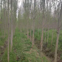 زمین کشاورزی صنوبر|فروش دفتر صنعتی، کشاورزی، تجاری|شاهین دژ, |دیوار