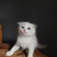 به دنبال سرپرست مهربان هستیم|گربه|اصفهان, مهرآباد|دیوار