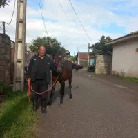 فروش انواع اسب های محلی ابلق کهرمادیان