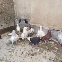 کبوتر پرشتی