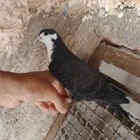 کفتر|پرنده|تهران, امام زاده حسن|دیوار