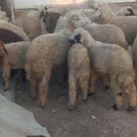 بره نر