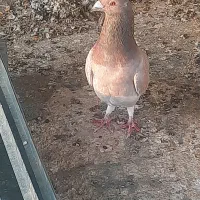 غوری نر ۳۰۰