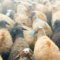 75گوسفند میش بابره|حیوانات مزرعه|کلیائی, |دیوار