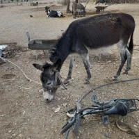 الاغ نر|حیوانات مزرعه|جره و بالاده, |دیوار