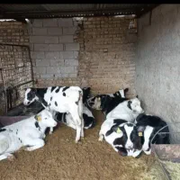 گوساله نر|حیوانات مزرعه|زابل, |دیوار