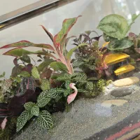تراریوم|گل و گیاه طبیعی|تهران, شادمان|دیوار