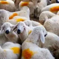 گوسفند زنده (جایگاه بهداشتی ازگل)