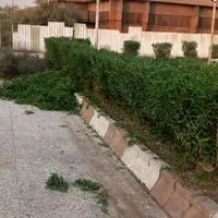بریدن انواع درخت ودرختان مزاحم وهرس درخت|خدمات باغبانی و درختکاری|اهواز, پادادشهر|دیوار