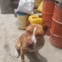 سگ پیت بول گم شده
