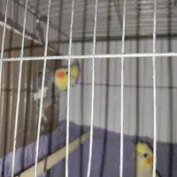 جفت عروس هلندی یکی بخر دوتا ببر|پرنده|سرخه, |دیوار