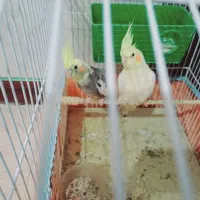 عروس هلندی نرو ماده بالغ|پرنده|کهنوج, |دیوار