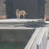 واگذاری سرابی پژدر عراقی